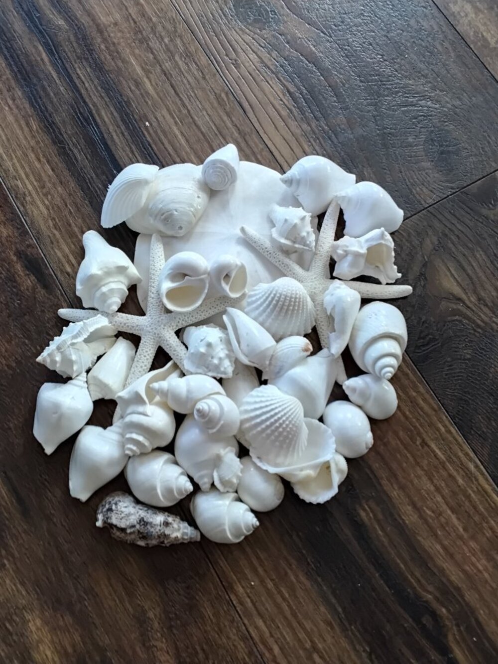 Lot of 38 Assorted Seashells of Various Specimens & Sizes. Beach Coastal Decor